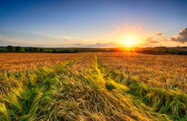 vacy acres estate hunter valley